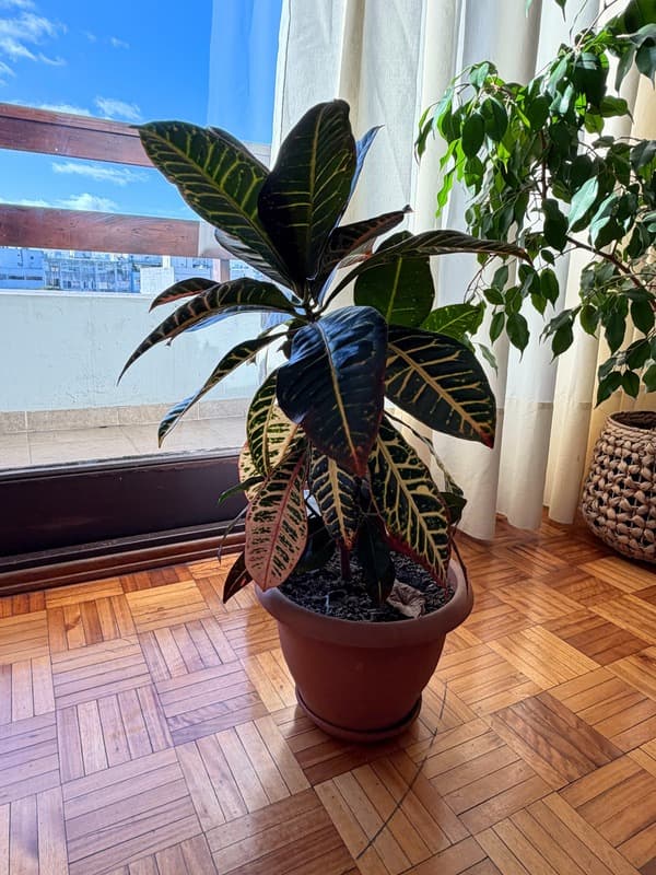 Ficus elástica