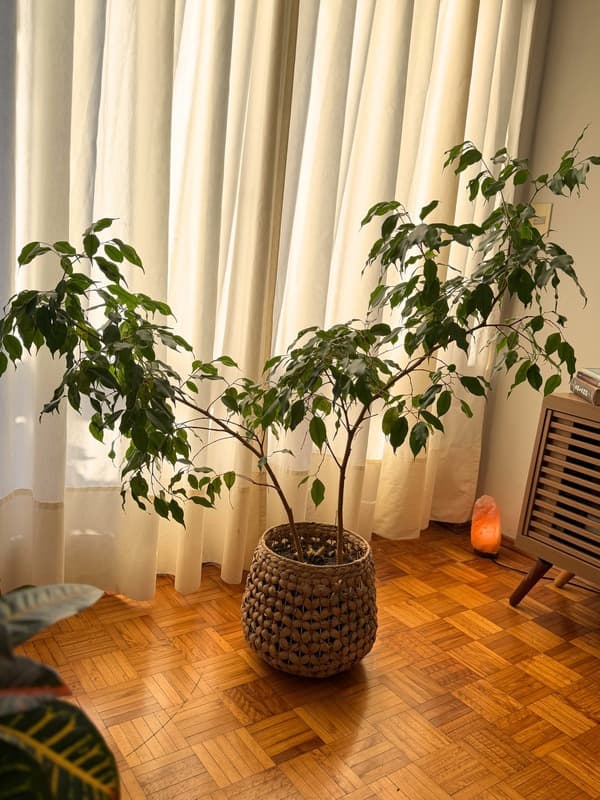 Croton amarilla